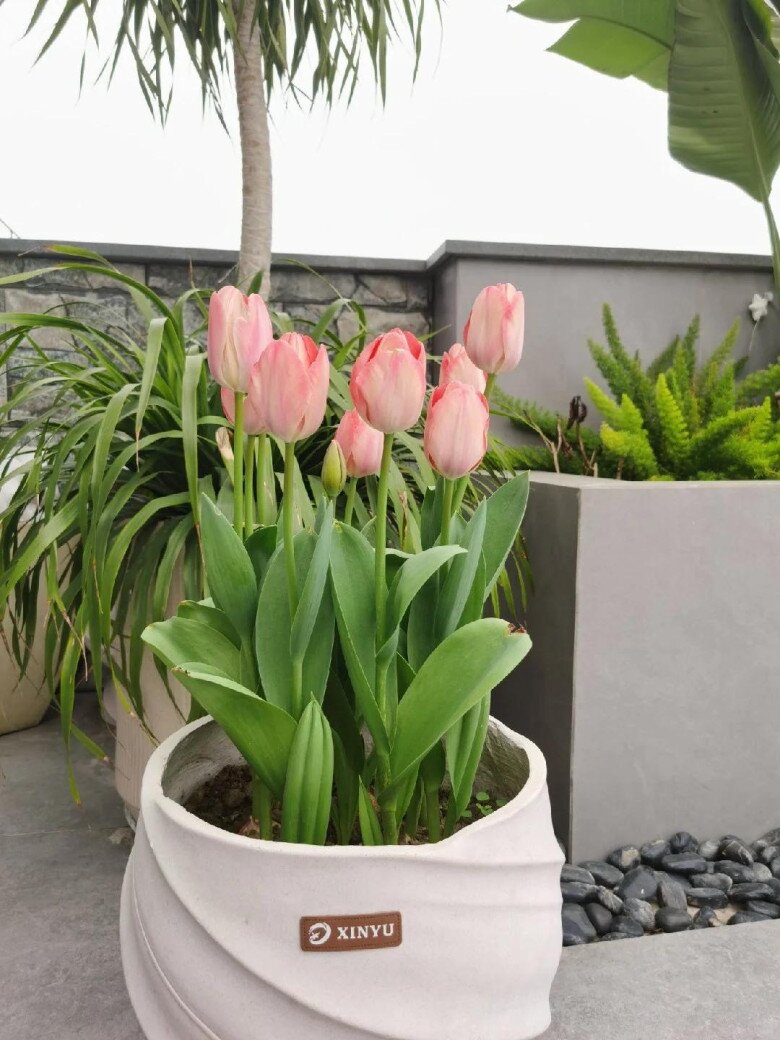 Hướng Dẫn Trồng Hoa Tulip Bên Ngoài Cửa Sổ, Trang Trí Khung Cửa Tuyệt Đẹp